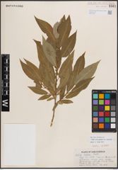 Foto von Salix eriocephala var. watsonii (Bebb) Dorn